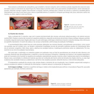 MANUALDENECROPSIA 13
	 Para acessar as estruturas do canal pélvico, que compõem o terceiro conjunto, serre e remova a porção esquerda dos ossos do coxal,
de modo a expor as estruturas do canal (Figura 15). Nessa etapa é possível colher urina para exames complementares, sendo realizada por
punção, utilizando seringa e agulha. Para remover o conjunto, tracione a bexiga para o exterior da carcaça e contorne a cavidade pélvica
internamente com a faca curva, bem como o ânus e a genitália externa. O conjunto é composto por bexiga, reto, ânus, testículos e pênis nos
machos, ou útero, vagina e vulva nas fêmeas.
Figura 15 - Sequência de abertura:
A) e B) Corte dos ossos do coxal para
o acesso às estruturas do terceiro
conjunto.
	 6.3 Exame das vísceras
	 Após a retirada dos 3 conjuntos, siga com o exame pormenorizado das vísceras, estruturas osteomusculares e do sistema nervoso
central (SNC). Realize o exame das vísceras em sequência anatômica, seguindo as estruturas do primeiro (língua, esôfago, traqueia, pulmões
ecoração),segundo(aorta,baço,fígado,pâncreas,rins,pré-estômagos,estômagoeintestinos)eterceiroconjuntos(bexiga,retoeestruturas
do aparelho reprodutor). O exame da cabeça e da carcaça compreende a última etapa da avaliação morfológica.
	 A recomendação dessa ordem leva em conta possíveis alterações nas vísceras durante o procedimento necroscópico, como ocorre
nos pulmões, que em contato com o ar, tendem a apresentar tonalidades escuras de vermelho, podendo resultar em interpretação falha
de um processo congestivo. Além disso, após a abertura da cavidade torácica, o parênquima pulmonar evolui ao colabamento. Por isso,
examine-os ao início da avaliação macroscópica.
	 Por outro lado, o estômago e os intestinos podem ser analisados mais ao final do procedimento em virtude do odor ofensivo e do
conteúdo intestinal sujar demasiadamente o material e o local da necropsia. Entretanto, a depender do histórico e da suspeita diagnóstica,
pode ser necessária uma inversão na sequência de avaliação, especialmente quando é preciso colher material para exame microbiológico.
Nesses casos, a prioridade é a colheita de material, que deve ser conduzida até mesmo antes da remoção dos órgãos internos, ou seja, logo
à abertura das cavidades torácica ou abdominal, e da forma mais asséptica possível, utilizando técnica e instrumental adequados.
	 É fundamental a avaliação da carcaça e das vísceras desde o momento de sua visualização, mas o trabalho sequenciado assegura a
vistoria completa do cadáver e a obtenção de informações e material valiosos à composição do diagnóstico.
	 6.3.1 Língua e esôfago - Examine a superfície da língua e realize corte longitudinal para verificar a musculatura (Figura 16), que pode
apresentar, por exemplo, inúmeros cisticercos.
A B
Figura 16 - Exame da língua, orofaringe
e terço proximal de esôfago e traqueia.
 