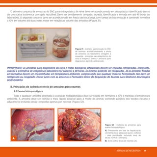 MANUALDENECROPSIA 19
	 O primeiro conjunto de amostras do SNC para o diagnóstico de raiva deve ser acondicionado em saco plástico identificado dentro
de uma caixa isotérmica com gelo reciclável. Deve ser devidamente tampada, lacrada, identificada e enviada em até 48 horas ao
laboratório. O segundo conjunto deve ser acondicionado em frasco de boca larga, com tampa de boa vedação e contendo formalina
a 10% em volume até duas vezes maior em relação ao volume das amostras (Figura 31).
Figura 31 - Colheita padronizada do SNC
de bovinos: acondicionamento e envio
de amostras ao laboratório (imagem à
esquerda - amostras para diagnóstico de
raiva e imagem à direita - amostras para
diagnóstico da EEB e diferencial).
IMPORTANTE: as amostras para diagnóstico da raiva e testes biológicos diferenciais devem ser enviadas refrigeradas. Entretanto,
quando a estimativa de chegada ao laboratório for superior a 48 horas, as mesmas poderão ser congeladas. Já as amostras fixadas
em formalina devem ser encaminhadas em temperatura ambiente, considerando que qualquer material formolizado não deve ser
refrigerado ou congelado. Enviar junto com as amostras o Formulário Único de Requisição de Exames para Síndrome Neurológica
(vide modelo).
	 8. Princípios de colheita e envio de amostras para exames
	 8.1 Exame histopatológico
	 Toda e qualquer amostra destinada à avaliação histopatológica deve ser fixada em formalina a 10% e mantida à temperatura
ambiente. A amostra deve ser colhida o mais rápido possível após a morte do animal, contendo porções dos tecidos (lesado e
adjacente) e evitando áreas compostas apenas por necrose (Figura 32).
Figura 32 - Colheita de amostras para
exame histopatológico:
A)	 Pneumonia em fase de hepatização
vermelha (local adequado para a colheita
- área pontilhada, incluindo área de
tecido normal e alterado).
B)	 Evite colher áreas de necrose (X).
A B
 