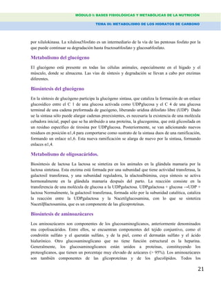 MÓDULO I: BASES FISIOLÓGICAS Y METABÓLICAS DE LA NUTRICIÓN
TEMA III: METABOLISMO DE LOS HIDRATOS DE CARBONO
21
por xilulokinasa. La xilulosa5fosfato es un intermediario de la vía de las pentosas fosfato por la
que puede continuar su degradación hasta fructosa6fosfato y glucosa6fosfato.
Metabolismo del glucógeno
El glucógeno está presente en todas las células animales, especialmente en el hígado y el
músculo, donde se almacena. Las vías de síntesis y degradación se llevan a cabo por enzimas
diferentes.
Biosíntesis del glucógeno
En la síntesis de glucógeno participa la glucógeno sintasa, que cataliza la formación de un enlace
glucosídico entre el C 1 de una glucosa activada como UDPglucosa y el C 4 de una glucosa
terminal de una cadena preformada de gucógeno, liberando uridina difosfato libre (UDP) Dado
ue la sintasa sólo puede alargar cadenas preexistentes, es necesaria la existencia de una molécula
cebadora inicial, papel que se ha atribuido a una proteína, la glucogenina, que está glicosilada en
un residuo específico de tirosina por UDPglucosa. Posteriormente, se van adicionando nuevos
residuos en posición α1,4 para comportarse como sustrato de la sintasa duos de una ramificación,
formando un enlace α1,6. Esta nueva ramificación se alarga de nuevo por la sintasa, formando
enlaces α1,4.
Metabolismo de oligosacáridos.
Biosíntesis de lactosa La lactosa se sintetiza en los animales en la glándula mamaria por la
lactosa sintetasa. Esta enzima está formada por una subunidad que tiene actividad transferasa, la
galactosil transferasa, y una subunidad reguladora, la αlactoalbúmina, cuya síntesis se activa
hormonalmente en la glándula mamaria después del parto. La reacción consiste en la
transferencia de una molécula de glucosa a la UDPgalactosa. UDPgalactosa + glucosa →UDP +
lactosa Normalmente, la galactosil transferasa, formada sólo por la subunidad catalítica, cataliza
la reacción entre la UDPgalactosa y la Nacetilglucosamina, con lo que se sintetiza
Nacetilβlactosamina, que es un componente de las glicoproteínas.
Biosíntesis de aminoazúcares
Los aminoazúcares son componentes de los glucosaminoglicanos, anteriormente denominados
mu copolisacáridos. Entre ellos, se encuentran componentes del tejido conjuntivo, como el
condroitín sulfato y el queratán sulfato, y de la piel, como el dermatán sulfato y el ácido
hialurónico. Otro glucosaminoglicano que no tiene función estructural es la heparina.
Generalmente, los glucosaminoglicanos están unidos a proteínas, constituyendo los
proteoglicanos, que tienen un porcentaje muy elevado de azúcares (> 95%). Los aminoazúcares
son también componentes de las glicoproteínas y de los glucolípidos. Todos los
 