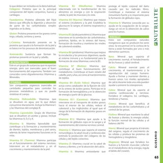 65GLOSARIO
lo que deben ser incluidos en la dieta habitual.
Colágeno: Proteína que es la principal
componente del tejido conjuntivo, huesos y
cartílagos.
Faseolamina: Proteína obtenida del frijol
blanco que dificulta la digestión y absorción
de parte de los carbohidratos simples
ingeridos en la dieta.
Gluten: Proteína presente en los granos como
trigo, cebada, centeno y avena.
L-Cisteína: Aminoácido presente en la
proteína que ayuda a la formación de la piel y
es básico en los procesos de desintoxicación.
Aminoácido: Sustancia que forman las
proteínas presente en la piel y cabello.
MICRONUTRIENTES
Este es un grupo de sustancias que no aportan
energía, pero son esenciales para el buen
funcionamiento del organismo. También son
conocidos como oligoelementos: Vitaminas y
Minerales.
VITAMINAS
Son compuestos orgánicos esenciales en
cantidades pequeñas para controlar los
procesos metabólicos y que no puede
sintetizar el cuerpo.
Vitamina Hidrosoluble: Vitaminas que
se disuelven en agua, por lo que deben
consumirse diariamente. Incluye laVitamina C
y las Vitaminas del complejo B.
Vitamina Liposoluble: Grupo de Vitaminas
que se disuelven en aceites y grasas. Incluye
las Vitaminas A, D, E y K.
Vitamina A: Vitamina liposoluble que
contribuye a la formación y mantenimiento
de dientes, tejidos, membranas y piel sanos,
además de tener importantes funciones en la
vista.
Vitamina B1 (Tiamina): Vitamina participe
en el funcionamiento del sistema nervioso.
Interviene en el metabolismo y en el
crecimiento y mantenimiento de la piel.
Vitamina B2 (Riboflavina): Vitamina
relacionada con la transformación de los
alimentos en energía y con la respiración
celular, la piel, las mucosas y la vista.
Vitamina B3 (Niacina): Vitamina que mejora
el sistema circulatorio y la piel. Estabiliza la
glucosa en la sangre, el sistema respiratorio y
nervioso.
VitaminaB5(ácidopantoténico):Vitaminaque
interviene en la asimilación de carbohidratos,
proteínas, lípidos, en la síntesis del hierro,
formación de insulina y mantiene los niveles
de colesterol estables.
Vitamina B6 (piridoxina):Vitamina que mejora
la circulación y los procesos digestivos, ayuda
al sistema inmune y es fundamental para la
formación de otras Vitaminas como la B3.
Vitamina B7 (Biotina): Vitamina que
contribuye al buen funcionamiento del
metabolismo. Contribuye al buen estado del
cabello,pielyuñas,asícomoalmantenimiento
de tejidos.
Vitamina B9 (Ácido Fólico): Vitamina que
actúa como catalizador de la fijación de CO2
en la síntesis de ácidos grasos. Participa en la
formación de hemoglobina y en la obtención
de energía a partir de la glucosa.
Vitamina B11 (Carnitina): Vitamina que
interviene en el transporte de ácidos grasos
hacia el interior de las células, reduce el
colesterol y los triglicéridos al igual que el
riesgo de la formación de depósitos grasos en
el hígado.
Vitamina B12: Vitamina que ayuda a la
formación de glóbulos rojos en la sangre y al
mantenimiento del sistema nervioso central.
Vitamina C: Vitamina que soporta el sistema
inmunológico, la salud visual y cardiovascular,
estimula la producción del colágeno de las
células y del tejido conectivo.
Vitamina D: Vitamina crucial en la salud de
huesos y dientes, y en la absorción del calcio.
Vitamina E: Vitamina antioxidante que
protege el tejido corporal del daño
causado por los radicales libres.
Contribuye a mantener el sistema
inmunitario fuerte y es importante para
la formación de glóbulos rojos.
Vitamina K: Vitamina conocida por su
ayuda en la coagulación de la sangre.
Juega un rol en la obtención de calcio
para los huesos.
MINERALES
Estos son compuestos naturales
inorgánicos que no producen los seres
vivos. Se encuentran en la corteza de la
tierra y están formados por uno o más
elementos químicos.
Boro: Mineral que soporta el
crecimiento normal, el fortalecimiento
de los huesos y salud cerebral.
Calcio: Mineral esencial para el
crecimiento, el mantenimiento y la
reproducción del cuerpo humano.
Ayuda a formar y mantener dientes y
huesos sanos. Los niveles apropiados
de calcio durante toda una vida pueden
ayudar a prevenir la osteoporosis.
Cobre: Mineral que da soporte al
sistema cardiovascular y nervioso.
Fortalece el colágeno, los cartílagos,
tendones y huesos.
Cromo: Mineral que beneficia al
metabolismo de los carbohidratos y al
control de las grasas.
Fósforo: Mineral que mantiene la salud
de huesos y dientes, la energía celular,
la función normal de las células y el
balance del PH.
Hierro: Mineral que propicia el tránsito
del oxígeno, regula el crecimiento de
las células y produce las proteínas de
hemoglobina y mioglobina.
Magnesio: Mineral que fortalece los
huesos y la función muscular; cofactor
en el metabolismo de la energía, regula
el latido del corazón.
 