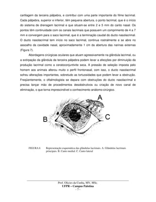 _____________________________________________________________________________________
Prof. Olicies da Cunha, MV, MSc.
UFPR – Campus Palotina
- 7 -
cartilagem da terceira pálpebra, e contribui com uma parte importante do filme lacrimal.
Cada pálpebra, superior e inferior, têm pequena abertura, o ponto lacrimal, que é o início
do sistema de drenagem lacrimal e que situam-se entre 2 e 5 mm do canto nasal. Os
pontos têm continuidade com os canais lacrimais que possuem um comprimento de 4 a 7
mm e convergem para o saco lacrimal, que é a terminação caudal do ducto nasolacrimal.
O ducto nasolacrimal tem início no saco lacrimal, continua rostralmente e se abre no
assoalho da cavidade nasal, aproximadamente 1 cm da abertura das narinas externas
(Figura 7).
Abordagens cirúrgicas oculares que atuam agressivamente na glândula lacrimal, ou
a extirpação da glândula da terceira pálpebra podem levar a afecções por diminuição da
produção lacrimal como a ceratoconjuntivite seca. A pressão de seleção imposta pelo
homem aos animais alterou muito o perfil frontonasal, com isso, o ducto nasolacrimal
sofreu alterações importantes, sobretudo as tortuosidades que podem levar a obstrução.
Freqüentemente, o oftalmologista se depara com obstruções do ducto nasolacrimal e
precisa lançar mão de procedimentos desobstrutivos ou criação de novo canal de
eliminação, o que torna imprescindível o conhecimento anátomo-cirúrgico.
FIGURA 6 Representação esquemática das glândulas lacrimais. A. Glândulas lacrimais
principais. B. Canto medial. C. Canto lateral
 