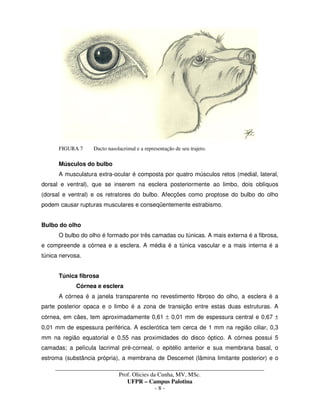 _____________________________________________________________________________________
Prof. Olicies da Cunha, MV, MSc.
UFPR – Campus Palotina
- 8 -
FIGURA 7 Ducto nasolacrimal e a representação de seu trajeto.
Músculos do bulbo
A musculatura extra-ocular é composta por quatro músculos retos (medial, lateral,
dorsal e ventral), que se inserem na esclera posteriormente ao limbo, dois oblíquos
(dorsal e ventral) e os retratores do bulbo. Afecções como proptose do bulbo do olho
podem causar rupturas musculares e conseqüentemente estrabismo.
Bulbo do olho
O bulbo do olho é formado por três camadas ou túnicas. A mais externa é a fibrosa,
e compreende a córnea e a esclera. A média é a túnica vascular e a mais interna é a
túnica nervosa.
Túnica fibrosa
Córnea e esclera
A córnea é a janela transparente no revestimento fibroso do olho, a esclera é a
parte posterior opaca e o limbo é a zona de transição entre estas duas estruturas. A
córnea, em cães, tem aproximadamente 0,61 ± 0,01 mm de espessura central e 0,67 ±
0,01 mm de espessura periférica. A esclerótica tem cerca de 1 mm na região ciliar, 0,3
mm na região equatorial e 0,55 nas proximidades do disco óptico. A córnea possui 5
camadas; a película lacrimal pré-corneal, o epitélio anterior e sua membrana basal, o
estroma (substância própria), a membrana de Descemet (lâmina limitante posterior) e o
 