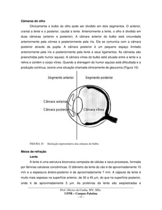_____________________________________________________________________________________
Prof. Olicies da Cunha, MV, MSc.
UFPR – Campus Palotina
- 11 -
Câmaras do olho
Clinicamente o bulbo do olho pode ser dividido em dois segmentos. O anterior,
cranial a lente e o posterior, caudal a lente. Anteriormente a lente, o olho é dividido em
duas câmaras (anterior e posterior). A câmara anterior do bulbo está circundada
anteriormente pela córnea e posteriormente pela íris. Ela se comunica com a câmara
posterior através da pupila. A câmara posterior é um pequeno espaço limitado
anteriormente pela íris e posteriormente pela lente e seus ligamentos. As câmaras são
preenchidas pelo humor aquoso. A câmara vítrea do bulbo está situada entre a lente e a
retina e contém o corpo vítreo. Quando a drenagem do humor aquoso está dificultada e a
produção continua, ocorre uma situação chamada clinicamente de glaucoma (Figura 10).
FIGURA 10 Ilustração representativa das câmaras do bulbo.
Meios de refração
Lente
A lente é uma estrutura biconvexa composta de células e seus processos, formada
por lâminas celulares concêntricas. O diâmetro da lente do cão é de aproximadamente 10
mm e a espessura ântero-posterior é de aproximadamente 7 mm. A cápsula da lente é
muito mais espessa na superfície anterior, de 30 a 45 µm, do que na superfície posterior,
onde é de aproximadamente 5 µm. As proteínas da lente são seqüestradas e
 