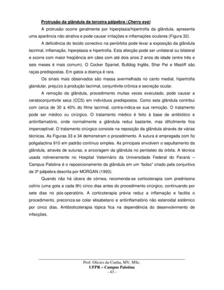 _____________________________________________________________________________________
Prof. Olicies da Cunha, MV, MSc.
UFPR – Campus Palotina
- 43 -
Protrusão da glândula da terceira pálpebra (Cherry eye)
A protrusão ocorre geralmente por hiperplasia/hipertrofia da glândula, apresenta
uma aparência não atrativa e pode causar irritações e inflamações oculares (Figura 32).
A deficiência do tecido conectivo na periórbita pode levar a exposição da glândula
lacrimal, inflamação, hiperplasia e hipertrofia. Esta afecção pode ser unilateral ou bilateral
e ocorre com maior freqüência em cães com até dois anos 2 anos de idade (entre três e
seis meses é mais comum). O Cocker Spaniel, Bulldog Inglês, Shar Pei e Mastiff são
raças predispostas. Em gatos a doença é rara.
Os sinais mais observados são massa avermelhada no canto medial, hipertrofia
glandular, prejuízo à produção lacrimal, conjuntivite crônica e secreção ocular.
A remoção da glândula, procedimento muitas vezes executado, pode causar a
ceratoconjuntivite seca (CCS) em indivíduos predispostos. Como esta glândula contribui
com cerca de 30 a 40% do filme lacrimal, contra-indica-se sua remoção. O tratamento
pode ser médico ou cirúrgico. O tratamento médico é feito à base de antibiótico e
antiinflamatório, onde normalmente a glândula reduz bastante, mas dificilmente fica
imperceptível. O tratamento cirúrgico consiste na reposição da glândula através de várias
técnicas. As Figuras 33 e 34 demonstram o procedimento. A sutura é empregada com fio
poligalactina 910 em padrão contínuo simples. As principais envolvem o sepultamento da
glândula, através de suturas, e ancoragem da glândula no periósteo da órbita. A técnica
usada rotineiramente no Hospital Veterinário da Universidade Federal do Paraná –
Campus Palotina é o reposicionamento da glândula em um “bolso” criado pela conjuntiva
da 3ª pálpebra descrita por MORGAN (1993).
Quando não há úlcera de córnea, recomenda-se corticoterapia com prednisona
colírio (uma gota a cada 8h) cinco dias antes do procedimento cirúrgico, continuando por
sete dias no pós-operatório. A corticoterapia prévia reduz a inflamação e facilita o
procedimento, preconiza-se colar elisabetano e antiinflamatório não esteroidal sistêmico
por cinco dias. Antibioticoterapia tópica fica na dependência do desenvolvimento de
infecções.
 