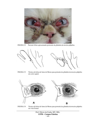 _____________________________________________________________________________________
Prof. Olicies da Cunha, MV, MSc.
UFPR – Campus Palotina
- 44 -
FIGURA 32 Paciente felino apresentando protrusão da glândula da terceira pálpebra.
FIGURA 33 Técnica da bolsa de fumo de Moore para protusão da glândula da terceira pálpebra
em corte sagital.
FIGURA 34 Técnica da bolsa de fumo de Moore para protusão da glândula da terceira pálpebra
em vista frontal
 