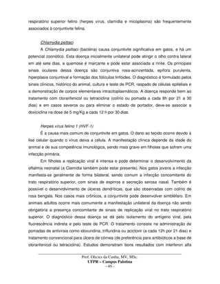 _____________________________________________________________________________________
Prof. Olicies da Cunha, MV, MSc.
UFPR – Campus Palotina
- 49 -
respiratório superior felino (herpes vírus, clamídia e micoplasma) são frequentemente
associados à conjuntivite felina.
Chlamydia psittaci
A Chlamydia psittaci (bactéria) causa conjuntivite significativa em gatos, e há um
potencial zoonótico. Esta doença inicialmente unilateral pode atingir o olho contra lateral
em até sete dias, a quemose é marcante e pode estar associada a rinite. Os principais
sinais oculares dessa doença são conjuntiva rosa-acinzentada, epífora purulenta,
hiperplasia conjuntival e formação dos folículos linfóides. O diagnóstico é formulado pelos
sinais clínicos, histórico do animal, cultura e teste de PCR, raspado de células epiteliais e
a demonstração de corpos elementares intracitoplasmáticos. A doença responde bem ao
tratamento com cloranfenicol ou tetraciclina (colírio ou pomada a cada 8h por 21 a 30
dias) e em casos severos ou para eliminar o estado de portador, deve-se associar a
doxiciclina na dose de 5 mg/Kg a cada 12 h por 30 dias.
Herpes vírus felino 1 (HVF-1)
É a causa mais comum de conjuntivite em gatos. O dano ao tecido ocorre devido à
lise celular quando o vírus deixa a célula. A manifestação clínica depende da idade do
animal e de sua competência imunológica, sendo mais grave em filhotes que sofrem uma
infecção primária.
Em filhotes a replicação viral é intensa e pode determinar o desenvolvimento da
oftalmia neonatal (a Clamídia também pode estar presente). Nos gatos jovens a infecção
manifesta-se geralmente de forma bilateral, sendo comum a infecção concomitante do
trato respiratório superior, com sinais de espirros e secreção serosa nasal. Também é
possível o desenvolvimento de úlceras dendríticas, que são observadas com colírio de
rosa bengala. Nos casos mais crônicos, a conjuntivite pode desenvolver simbléfaro. Em
animais adultos ocorre mais comumente a manifestação unilateral da doença não sendo
obrigatória a presença concomitante de sinais de replicação viral no trato respiratório
superior. O diagnóstico dessa doença se dá pelo isolamento do antígeno viral, pela
fluorescência indireta e pelo teste de PCR. O tratamento consiste na administração de
pomadas de antivirais como idoxuridina, trifluridina ou aciclovir (a cada 12h por 21 dias) e
tratamento convencional para úlcera de córnea (de preferência para antibióticos a base de
cloranfenicol ou tetraciclina). Estudos demonstram bons resultados com interferon alfa
 