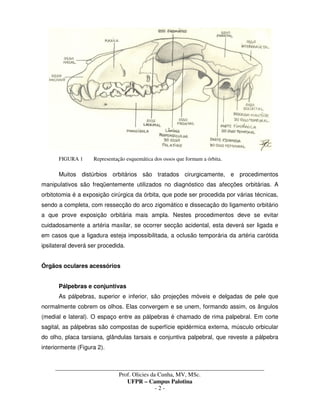 _____________________________________________________________________________________
Prof. Olicies da Cunha, MV, MSc.
UFPR – Campus Palotina
- 2 -
FIGURA 1 Representação esquemática dos ossos que formam a órbita.
Muitos distúrbios orbitários são tratados cirurgicamente, e procedimentos
manipulativos são freqüentemente utilizados no diagnóstico das afecções orbitárias. A
orbitotomia é a exposição cirúrgica da órbita, que pode ser procedida por várias técnicas,
sendo a completa, com ressecção do arco zigomático e dissecação do ligamento orbitário
a que prove exposição orbitária mais ampla. Nestes procedimentos deve se evitar
cuidadosamente a artéria maxilar, se ocorrer secção acidental, esta deverá ser ligada e
em casos que a ligadura esteja impossibilitada, a oclusão temporária da artéria carótida
ipsilateral deverá ser procedida.
Órgãos oculares acessórios
Pálpebras e conjuntivas
As pálpebras, superior e inferior, são projeções móveis e delgadas de pele que
normalmente cobrem os olhos. Elas convergem e se unem, formando assim, os ângulos
(medial e lateral). O espaço entre as pálpebras é chamado de rima palpebral. Em corte
sagital, as pálpebras são compostas de superfície epidérmica externa, músculo orbicular
do olho, placa tarsiana, glândulas tarsais e conjuntiva palpebral, que reveste a pálpebra
interiormente (Figura 2).
 