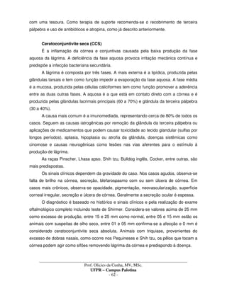 _____________________________________________________________________________________
Prof. Olicies da Cunha, MV, MSc.
UFPR – Campus Palotina
- 62 -
com uma tesoura. Como terapia de suporte recomenda-se o recobrimento de terceira
pálpebra e uso de antibióticos e atropina, como já descrito anteriormente.
Ceratoconjuntivite seca (CCS)
É a inflamação da córnea e conjuntivas causada pela baixa produção da fase
aquosa da lágrima. A deficiência da fase aquosa provoca irritação mecânica contínua e
predispõe a infecção bacteriana secundária.
A lágrima é composta por três fases. A mais externa é a lipídica, produzida pelas
glândulas tarsais e tem como função impedir a evaporação da fase aquosa. A fase média
é a mucosa, produzida pelas células caliciformes tem como função promover a aderência
entre as duas outras fases. A aquosa é a que está em contato direto com a córnea e é
produzida pelas glândulas lacrimais principais (60 a 70%) e glândula da terceira pálpebra
(30 a 40%).
A causa mais comum é a imunomediada, representando cerca de 80% de todos os
casos. Seguem as causas iatrogênicas por remoção da glândula da terceira pálpebra ou
aplicações de medicamentos que podem causar toxicidade ao tecido glandular (sulfas por
longos períodos), aplasia, hipoplasia ou atrofia da glândula, doenças sistêmicas como
cinomose e causas neurogênicas como lesões nas vias aferentes para o estímulo à
produção de lágrima.
As raças Pinscher, Lhasa apso, Shih tzu, Bulldog inglês, Cocker, entre outras, são
mais predispostas.
Os sinais clínicos dependem da gravidade do caso. Nos casos agudos, observa-se
falta de brilho na córnea, secreção, blefarospasmo com ou sem úlcera de córnea. Em
casos mais crônicos, observa-se opacidade, pigmentação, neovascularização, superfície
corneal irregular, secreção e úlcera de córnea. Geralmente a secreção ocular é espessa.
O diagnóstico é baseado no histórico e sinais clínicos e pela realização do exame
oftalmológico completo incluindo teste de Shirmer. Considera-se valores acima de 25 mm
como excesso de produção, entre 15 e 25 mm como normal, entre 05 e 15 mm estão os
animais com suspeitas de olho seco, entre 01 e 05 mm confirma-se a afecção e 0 mm é
considerado ceratoconjuntivite seca absoluta. Animais com triquiase, provenientes do
excesso de dobras nasais, como ocorre nos Pequineses e Shih tzu, os pêlos que tocam a
córnea podem agir como sifões removendo lágrima da córnea e predispondo à doença.
 