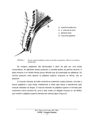 _____________________________________________________________________________________
Prof. Olicies da Cunha, MV, MSc.
UFPR – Campus Palotina
- 3 -
a) superfície epidérmica
b) m. orbicular do olhor
c) glândula tarsal
d) conjuntiva palpebral
FIGURA 2 Secção sagital da pálpebra canina em desenho esquemático. Observe as estruturas
identificadas.
As margens palpebrais são demarcadas a partir da pele por uma borda
mucocutânea. As glândulas tarsais produzem a camada lipídica da película lacrimal. A
placa tarsiana é um folheto fibroso pouco definido que dá sustentação às pálpebras. Os
caninos possuem cílios apenas na pálpebra superior, enquanto os felinos, não os
possuem.
O músculo orbicular do bulbo encontra-se oralmente à placa tarsiana, circunda a
fissura palpebral e está fixado medialmente à órbita pela fáscia e lateralmente pelo
músculo afastador do ângulo. O músculo elevador da pálpebra superior é inervado pelo
oculomotor (nervo craniano III), junto a este, existe um delgado músculo (m. de Müller)
que mantém a pálpebra superior elevada sem esforço algum (Figura 3).
 