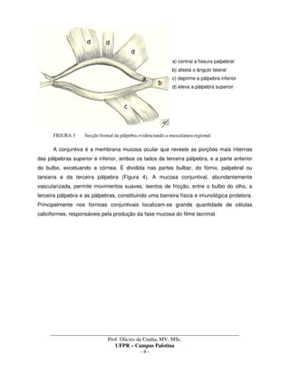 _____________________________________________________________________________________
Prof. Olicies da Cunha, MV, MSc.
UFPR – Campus Palotina
- 4 -
a) contrai a fissura palpebral
b) afasta o ângulo lateral
c) deprime a pálpebra inferior
d) eleva a pálpebra superior
FIGURA 3 Secção frontal da pálpebra evidenciando a musculatura regional.
A conjuntiva é a membrana mucosa ocular que reveste as porções mais internas
das pálpebras superior e inferior, ambos os lados da terceira pálpebra, e a parte anterior
do bulbo, excetuando a córnea. É dividida nas partes bulbar, do fórnix, palpebral ou
tarsiana e da terceira pálpebra (Figura 4). A mucosa conjuntival, abundantemente
vascularizada, permite movimentos suaves, isentos de fricção, entre o bulbo do olho, a
terceira pálpebra e as pálpebras, constituindo uma barreira física e imunológica protetora.
Principalmente nos fórnices conjuntivais localizam-se grande quantidade de células
caliciformes, responsáveis pela produção da fase mucosa do filme lacrimal.
 