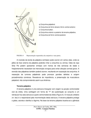 _____________________________________________________________________________________
Prof. Olicies da Cunha, MV, MSc.
UFPR – Campus Palotina
- 5 -
a) Conjuntiva palpebral;
b) Conjuntiva do fórnix dorsal e fórnix ventral anterior;
c) Conjuntiva bulbar;
d) Conjuntiva anterior e posterior da terceira pálpebra;
e) Conjuntiva do fórnix ventral posterior
FIGURA 4 Representação esquemática da conjuntiva e suas partes.
A inversão da borda da pálpebra (entrópio) pode ocorrer em certos cães, onde os
pêlos da face externa da pálpebra poderão irritar a conjuntiva ou córnea. Cães da raça
Shar Pei podem apresentar entrópio com menos de três semanas de idade e
freqüentemente necessitam de intervenção cirúrgica para evitar afecção corneal grave. A
eversão das pálpebras também poderá ocorrer, resultando em exposição da conjuntiva. A
ressecção de tumores palpebrais pode provocar grandes defeitos e exigem
procedimentos corretivos. Reveste-se de importância, a preservação da musculatura
palpebral, não comprometendo assim sua dinâmica.
Terceira pálpebra
A terceira pálpebra é uma estrutura triangular com origem na porção ventromedial
oral da órbita. Uma cartilagem em forma de “T” dá sustentação ao conjunto e um
retináculo fixa esta estrutura à parte ventromedial da órbita (Figura 5). O músculo orbitário
(m. liso) é o responsável pela movimentação desta estrutura. A terceira pálpebra protege
o globo, secreta e distribui a lágrima. Na base da terceira pálpebra localiza-se a glândula
 