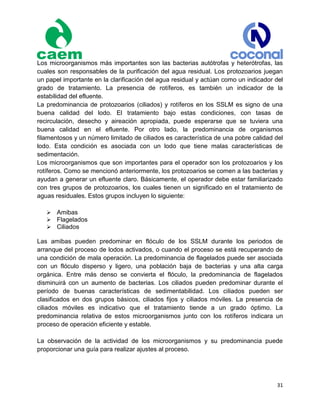 31
Los microorganismos más importantes son las bacterias autótrofas y heterótrofas, las
cuales son responsables de la purificación del agua residual. Los protozoarios juegan
un papel importante en la clarificación del agua residual y actúan como un indicador del
grado de tratamiento. La presencia de rotíferos, es también un indicador de la
estabilidad del efluente.
La predominancia de protozoarios (ciliados) y rotíferos en los SSLM es signo de una
buena calidad del lodo. El tratamiento bajo estas condiciones, con tasas de
recirculación, desecho y aireación apropiada, puede esperarse que se tuviera una
buena calidad en el efluente. Por otro lado, la predominancia de organismos
filamentosos y un número limitado de ciliados es característica de una pobre calidad del
lodo. Esta condición es asociada con un lodo que tiene malas características de
sedimentación.
Los microorganismos que son importantes para el operador son los protozoarios y los
rotíferos. Como se mencionó anteriormente, los protozoarios se comen a las bacterias y
ayudan a generar un efluente claro. Básicamente, el operador debe estar familiarizado
con tres grupos de protozoarios, los cuales tienen un significado en el tratamiento de
aguas residuales. Estos grupos incluyen lo siguiente:
Amibas
Flagelados
Ciliados
Las amibas pueden predominar en flóculo de los SSLM durante los periodos de
arranque del proceso de lodos activados, o cuando el proceso se está recuperando de
una condición de mala operación. La predominancia de flagelados puede ser asociada
con un flóculo disperso y ligero, una población baja de bacterias y una alta carga
orgánica. Entre más denso se convierta el flóculo, la predominancia de flagelados
disminuirá con un aumento de bacterias. Los ciliados pueden predominar durante el
período de buenas características de sedimentabilidad. Los ciliados pueden ser
clasificados en dos grupos básicos, ciliados fijos y ciliados móviles. La presencia de
ciliados móviles es indicativo que el tratamiento tiende a un grado óptimo. La
predominancia relativa de estos microorganismos junto con los rotíferos indicara un
proceso de operación eficiente y estable.
La observación de la actividad de los microorganismos y su predominancia puede
proporcionar una guía para realizar ajustes al proceso.
 