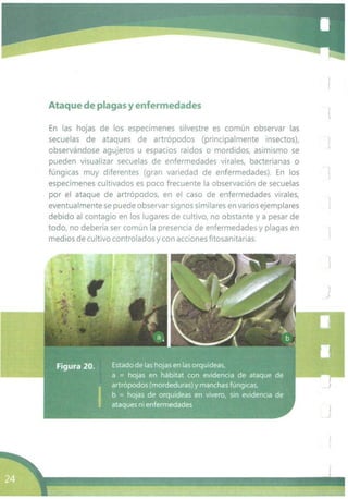 Ataque de plagas y enfermedades
En las hojas de los especímenes silvestre es común observar las
secuelas de ataques de artrópodos (principalmente insectos),
observándose agujeros u espacios raidos o mordidos, asimismo se
pueden visualizar secuelas de enfermedades virales, bacterianas o
fúngicas muy diferentes (gran variedad de enfermedades). En los
especímenes cultivados es poco frecuente la observación de secuelas
por el ataque de artrópodos, en el caso de enfermedades virales,
eventualmente se puede observar signos similares en varios ejemplares
debido al contagio en los lugares de cultivo, no obstante y a pesar de
todo, no debería ser común la presencia de enfermedades y plagas en
medios de cultivo controlados y con acciones fitosanitarias.
 