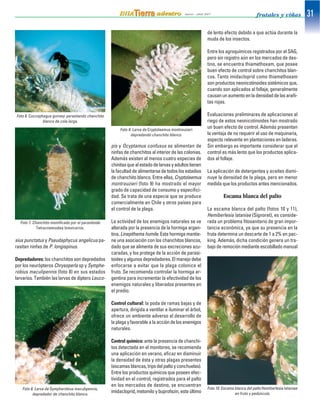 sius punctatus y Pseudaphycus angelicus pa-
rasitan ninfas de P. longispinus.
Depredadores: los chanchitos son depredados
por los neurópteros Chrysoperla sp y Symphe-
robius maculipennis (foto 8) en sus estados
larvarios. También las larvas de díptero Leuco-
pis y Ocyptamus confusus se alimentan de
ninfas de chanchitos al interior de las colonias.
Además existen al menos cuatro especies de
chinitasquealestadodelarvasyadultostienen
lafacultaddealimentarsedetodoslosestadios
de chanchito blanco. Entre ellas, Cryptolaemus
montrouzieri (foto 9) ha mostrado el mayor
grado de capacidad de consumo y especifici-
dad. Se trata de una especie que se produce
comercialmente en Chile y otros países para
el control de la plaga.
La actividad de los enemigos naturales se ve
alterada por la presencia de la hormiga argen-
tina, Linepithema humile. Esta hormiga mantie-
ne una asociación con los chanchitos blancos,
dado que se alimenta de sus excreciones azu-
caradas, y los protege de la acción de parasi-
toides y algunos depredadores. El manejo debe
enfocarse a evitar que la plaga colonice el
fruto. Se recomienda controlar la hormiga ar-
gentina para incrementar la efectividad de los
enemigos naturales y liberados presentes en
el predio.
Control cultural: la poda de ramas bajas y de
apertura, dirigida a ventilar e iluminar el árbol,
ofrece un ambiente adverso al desarrollo de
laplagayfavorablealaaccióndelosenemigos
naturales.
Control químico: ante la presencia de chanchi-
tos detectada en el monitoreo, se recomienda
una aplicación en verano, eficaz en disminuir
la densidad de ésta y otras plagas presentes
(escamasblancas,tripsdelpaltoyconchuelas).
Entre los productos químicos que poseen efec-
tividad en el control, registrados para el palto
en los mercados de destino, se encuentran
imidacloprid,metomiloybuprofezin,esteúltimo
de lento efecto debido a que actúa durante la
muda de los insectos.
Entre los agroquímicos registrados por el SAG,
pero sin registro aún en los mercados de des-
tino, se encuentra thiamethoxam, que posee
buen efecto de control sobre chanchitos blan-
cos. Tanto imidacloprid como thiamethoxam
son productos neonicotinoides sistémicos que,
cuando son aplicados al follaje, generalmente
causanunaumentoenladensidaddelasarañi-
tas rojas.
Evaluaciones preliminares de aplicaciones al
riego de estos neonicotinoides han mostrado
un buen efecto de control. Además presentan
la ventaja de no requerir el uso de maquinaria,
aspecto relevante en plantaciones en laderas.
Sin embargo es importante considerar que el
control es más lento que los productos aplica-
dos al follaje.
La aplicación de detergentes y aceites dismi-
nuye la densidad de la plaga, pero en menor
medida que los productos antes mencionados.
Escama blanca del palto
La escama blanca del palto (fotos 10 y 11),
Hemiberlesia lataniae (Signoret), es conside-
rada un problema fitosanitario de gran impor-
tancia económica, ya que su presencia en la
fruta determina un descarte de 1 a 2% en pac-
king. Además, dicha condición genera un tra-
bajo de remoción mediante escobillado manual
Foto 6. Coccophagus gurneyi parasitando chanchito
blanco de cola larga.
Foto 7. Chanchito momificado por el parasitoide
Tetracnemoidea brevicornis.
Foto 8. Larva de Sympherobius maculipennis,
depredador de chanchito blanco.
Foto 9. Larva de Cryptolaemus montrouzieri
depredando chanchito blanco.
Foto 10. Escama blanca del palto Hemiberlesia lataniae
en fruto y pedúnculo.
 