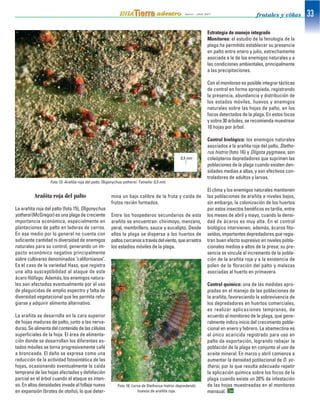 Arañita roja del palto
La arañita roja del palto (foto 15), Oligonychus
yothersi (McGregor) es una plaga de creciente
importancia económica, especialmente en
plantaciones de palto en laderas de cerros.
En ese medio por lo general no cuenta con
suficiente cantidad ni diversidad de enemigos
naturales para su control, generando un im-
pacto económico negativo principalmente
sobre cultivares denominados "californianos".
Es el caso de la variedad Hass, que registra
una alta susceptibilidad al ataque de este
ácaro fitófago. Además, los enemigos natura-
les son afectados eventualmente por el uso
de plaguicidas de amplio espectro y falta de
diversidad vegetacional que les permita refu-
giarse y adquirir alimento alternativo.
La arañita se desarrolla en la cara superior
de hojas maduras de palto, junto a las nerva-
duras. Se alimenta del contenido de las células
superficiales de la hoja. El área de alimenta-
ción donde se desarrollan los diferentes es-
tados móviles se torna progresivamente café
a bronceada. El daño se expresa como una
reducción de la actividad fotosintética de las
hojas, ocasionando eventualmente la caída
temprana de las hojas afectadas y defoliación
parcial en el árbol cuando el ataque es inten-
so. En altas densidades invade el follaje nuevo
en expansión (brotes de otoño), lo que deter-
mina un bajo calibre de la fruta y caída de
frutos recién formados.
Entre los hospederos secundarios de esta
arañita se encuentran: chirimoyo, manzano,
peral, membrillero, sauce y eucalipto. Desde
ellos la plaga se dispersa a los huertos de
paltoscercanosatravésdelviento,quearrastra
los estadios móviles de la plaga.
Estrategia de manejo integrado
Monitoreo: el estudio de la fenología de la
plaga ha permitido establecer su presencia
en palto entre enero y julio, estrechamente
asociada a la de los enemigos naturales y a
las condiciones ambientales, principalmente
a las precipitaciones.
Con el monitoreo es posible integrar tácticas
de control en forma apropiada, registrando
la presencia, abundancia y distribución de
los estados móviles, huevos y enemigos
naturales sobre las hojas de palto, en los
focos detectados de la plaga. En estos focos
y sobre 30 árboles, se recomienda muestrear
10 hojas por árbol.
Control biológico: los enemigos naturales
asociados a la arañita roja del palto, Stetho-
rus histrio (foto 16) y Oligota pygmaea, son
coleópteros depredadores que suprimen las
poblaciones de la plaga cuando existen den-
sidades medias a altas, y son efectivos con-
troladores de adultos y larvas.
El clima y los enemigos naturales mantienen
las poblaciones de arañita a niveles bajos,
sin embargo, la colonización de los huertos
por estos insectos benéficos es tardía, entre
los meses de abril y mayo, cuando la densi-
dad de ácaros es muy alta. En el control
biológico intervienen, además, ácaros fito-
seídos, importantes depredadores que regis-
tran buen efecto supresivo en niveles pobla-
cionales medios a altos de la presa; su pre-
sencia se vincula al incremento de la pobla-
ción de la arañita roja y a la existencia de
polen de la floración del palto y malezas
asociadas al huerto en primavera.
Control químico: una de las medidas apro-
piadas en el manejo de las poblaciones de
la arañita, favoreciendo la sobrevivencia de
los depredadores en huertos comerciales,
es realizar aplicaciones tempranas, de
acuerdo al monitoreo de la plaga, que gene-
ralmente indica inicio del crecimiento pobla-
cional en enero y febrero. La abamectina es
el único acaricida registrado para uso en
palto de exportación, logrando rebajar la
población de la plaga en conjunto al uso de
aceite mineral. En marzo y abril comienza a
aumentar la densidad poblacional de O. yo-
thersi, por lo que resulta adecuado repetir
la aplicación química sobre los focos de la
plaga cuando existe un 20% de infestación
de las hojas muestreadas en el monitoreo
mensual.
Foto 15. Arañita roja del palto, Oligonychus yothersi. Tamaño: 0,5 mm.
0,5 mm
Foto 16. Larva de Stethorus histrio depredando
huevos de arañita roja.
 