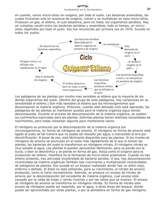 Fundamentos de la Permacultura                             37

en cuando, varios micro-sitios sin oxígeno, por todo el suelo. Las bacterias anaerobias, las
cuales funcionan solo en ausencia de oxígeno, crecen y se multiplican en esos micro-sitios.
Producen un gas, el etileno, el cual desactiva, pero no mata, los organismos aerobios. Hay
un complejo vaivén entre las bacterias aerobias y anaerobias, todo el tiempo, en micro-
sitios repartidos por todo el suelo. Eso fue reconocido por primera vez en 1970. Sucede en
todos los suelos.




Los patógenos de las plantas son mucho mas sensibles al etileno que la mayoría de los
demás organismos del suelo. (Dentro del grupo de esos patógenos, hay variaciones en su
sensibilidad al etileno.) Son más sensibles al etileno que los microorganismos que
descomponen la materia orgánica. Entonces, cuando este delicado ciclo está operando, los
patógenos de las plantas se mantienen quietos pero la materia orgánica sigue siendo
descompuesta. Durante el proceso de descomposición de la materia orgánica, se sueltan
los nutrimentos esenciales para las plantas. Distintas plantas tienen distintas necesidades de
nutrimentos, pero todas necesitan algunos para mantenerse sanos.

El nitrógeno es producido por la descomposición de la materia orgánica por
microorganismos, en forma de nitrógeno de amonio. El nitrógeno en forma de amonio está
ligado al suelo de tal manera que no puede ser disuelto por agua, o inaccesible al aire por
desnitrificación. A pesar de eso, está fácilmente disponible para las plantas. Si los niveles de
nitrógeno de amonio se acumulan en el suelo más rápidamente de lo que lo toman las
plantas, las bacterias del suelo lo transforman en nitrógeno nitrato. El nitrógeno nitrato es
muy soluble al agua. Las plantas lo pueden aprovechar fácilmente, pero se pierde con la
lluvia, o bien se desnitrifica y se pierde en forma de gas. Actúa como el oxígeno para la
producción de etileno. Interfiere en la formación de micro-sitios anaerobios. Cuando no hay
etileno presente, hay actividad incontrolada de bacteria aerobia. O sea, hay descomposición
incontrolada de materia orgánicas También hay crecimiento y multiplicación incontrolados
de patógenos de plantas. Eso sucede en un bosque inalterado donde hay un árbol viejo,
enfermo o dañado. El árbol no está utilizando, para su crecimiento, el nitrato de amonio
producido, como lo haría normalmente. Además, se produce un exceso de nitrato de
amonio por la descomposición del excedente de materia orgánica, cual exceso está
causado por la caída de hojas y ramas muertas y por las raíces que se mueren. El exceso
de nitrógeno de amonio se transforma en nitrógeno nitrato. En forma de nitrato este
exceso de nitrógeno puede ser repartido, por el agua, a otras áreas del bosque, donde
puede ser aprovechado por otras plantas, o por la atmósfera en forma de gas nitrógeno.
 