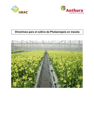 Directrices para el cultivo de Phalaenopsis en maceta
 