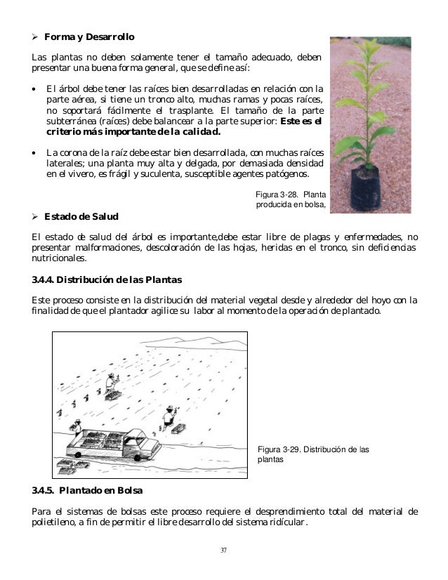 Manual De Plantaciones Forestales
