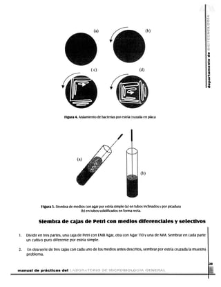 •o
                                                                                                                                                                                                         o



                                                                                                                                                                                                         I
                                                                                                                                                                                                         cu
                                                                                                                                                                                                         a
                                                                                                                                                                                                         0)




                                                              Figura 4. Aislamiento de bacterias por estría cruzada en placa




                                                                          (a)

                                                                                                                                        (b)




                                        Figura 5. Siembra de medios con agar por estría simple (a) en tubos inclinados y por picadura
                                                                 (b) en tubos solidificados en forma recta.


                                     Siembra de cajas de Petri con medios diferenciales y selectivos

                  1.     Dividir en tres partes, una caja de Petri con EMB Agar, otra con Agar 110 y una de MM. Sembrar en cada parte
                         un cultivo puro diferente por estría simple.

                  2.     En otra serie de tres cajas con cada uno de los medios antes descritos, sembrar por estría cruzada la muestra
                         problema.

                                                                                                                                                                                                          39

                 manual de prácticas del


DERECHOS RESERVADOS © 2004, Universidad Autónoma Metropolitana (México). Prohibida la reproducción de esta obra así como la distribución y venta fuera del ámbito de la UAM®. E-libro Bibliomedia Bibliomedia@mail.com
 
