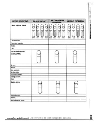 Caldo rojo de fenol                            r r r r r r                                                               r r r
                                                                                                                                                                                                       9
                                                                                                                                                                                                       TI
                                                                                                                                                                                                       |




                                                                       Gluc
                                                                                1011011
                                                                                 Lac      Sac Man
                                                                                                             Gluc      Lac      Sac Man                 Gluc      Lac      Sac Man
                                                                                                                                                                                                        a

                        Crecimiento:
                        Color del medio:
                        Ácido:
                        Gas:
                        Leche tornasolada
                        (Litmus Milk)




                        ÁddO:
                        Álcali:
                        Sin cambio:
                        Reducción:
                        Peptonización:
                        Coagulación:
                        Gas:
                        Caldo Urea




                         Crecimiento:
                         Color:
                         Hidrólisis de urea:




                                                                                                                                                                                                        59
               manual de prácticas del

DERECHOS RESERVADOS © 2004, Universidad Autónoma Metropolitana (México). Prohibida la reproducción de esta obra así como la distribución y venta fuera del ámbito de la UAM®. E-libro Bibliomedia Bibliomedia@mail.com
 