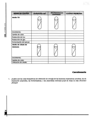 Medio TSI



          €
          «i
          í
          í
                            Crecimiento:

          m                 Cambio de color:
          o                 Producción de H2s:
                            Producción de gas:
                            Fermentación del azúcar:
                            Medio de citrato de                                                                              r
                            Simmons




                            Crecimiento:
                            Cambio de color:
                            Utilización de citrato:




                                                                                                                                                                        Cuestionario

                   1.     ¿Cuáles son las rutas bioquímicas de obtención de energía de las bacterias respiradoras aerobias, las de
                          respiración anaerobia, las fermentadoras, y las anaerobias estrictas?.¿Cuál de éstas es más eficiente?
                          ¿Porque?




DERECHOS RESERVADOS © 2004, Universidad Autónoma Metropolitana (México). Prohibida la reproducción de esta obra así como la distribución y venta fuera del ámbito de la UAM®. E-libro Bibliomedia Bibliomedia@mail.com
 