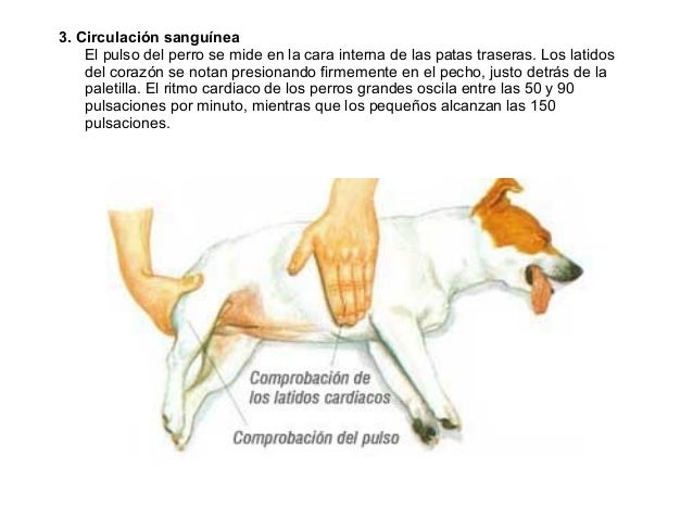 corazon grande en perros grandes
