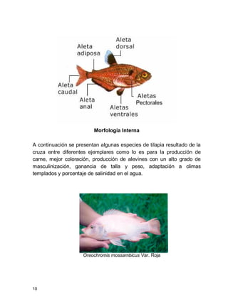 10
Morfología Interna
A continuación se presentan algunas especies de tilapia resultado de la
cruza entre diferentes ejemplares como lo es para la producción de
carne, mejor coloración, producción de alevines con un alto grado de
masculinización, ganancia de talla y peso, adaptación a climas
templados y porcentaje de salinidad en el agua.
Oreochromis mossambicus Var. Roja
 