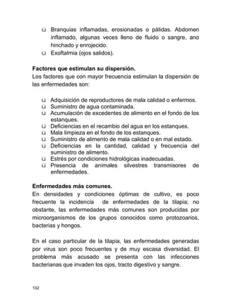 102
ü Branquias inflamadas, erosionadas o pálidas. Abdomen
inflamado, algunas veces lleno de fluido o sangre, ano
hinchado y enrojecido.
ü Exoftalmia (ojos salidos).
Factores que estimulan su dispersión.
Los factores que con mayor frecuencia estimulan la dispersión de
las enfermedades son:
ü Adquisición de reproductores de mala calidad o enfermos.
ü Suministro de agua contaminada.
ü Acumulación de excedentes de alimento en el fondo de los
estanques.
ü Deficiencias en el recambio del agua en los estanques.
ü Mala limpieza en el fondo de los estanques.
ü Suministro de alimento de mala calidad o en mal estado.
ü Deficiencias en la cantidad, calidad y frecuencia del
suministro de alimento.
ü Estrés por condiciones hidrológicas inadecuadas.
ü Presencia de animales silvestres transmisores de
enfermedades.
Enfermedades más comunes.
En densidades y condiciones óptimas de cultivo, es poco
frecuente la incidencia de enfermedades de la tilapia; no
obstante, las enfermedades más comunes son producidas por
microorganismos de los grupos conocidos como protozoarios,
bacterias y hongos.
En el caso particular de la tilapia, las enfermedades generadas
por virus son poco frecuentes y de muy escasa diversidad. El
problema más acusado se presenta con las infecciones
bacterianas que invaden los ojos, tracto digestivo y sangre.
 