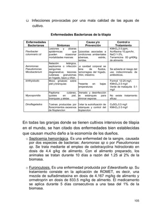 105
ü Infecciones provocadas por una mala calidad de las aguas de
cultivo.
Enfermedades Bacterianas de la tilapia
Enfermedades
Bacterianas Síntomas
Causa y/o
Prevención
Control o
Tratamiento
Flexibacter
columnaris cd
Lesiones y úlceras
epidérmicas que
pueden ocasionar
mortalidades masivas
Epizootias asociadas a
condiciones ambientales
adversas, estrés,
heridas.
KMnO4 2-3 ppm,
Acriflavina 10 ppm/hr,
NaCl 1-3%,
Terramicina 83 g/40Kg
de alimento
Aeromonas
Pseudomonas
Micobacterium
Natación letárgica,
septicemia o infección
sanguínea
degenerativa; lesiones
cutáneas granulomas
en hígado, bazo y riñón.
La cavidad corporal se
llena de fluidos,
hemorragias del hígado,
riñón, intestino.
Se advierte el riesgo del
uso indiscriminado de
antibióticos.
Ichthyobodo Moco grisáceo sobre
piel y branquias Presente en bajas
temperaturas
Formol 12-25 mg/l,
KMnO4 2-3 mg/l
Verde de malaquita 0.1
mg/l
Myxosporidia
Papiloma cutáneo,
quistes en piel,
branquias y aletas
Drenado y desinfección
de estanques para
eliminar esporas
No existe tratamiento
eficaz
Dinoflagelados Toxinas producidas por
florecimientos excesivos
de fitoplancton
Evitar la eutrofización de
estanques y control del
fitoplancton
CuSO4 0.5 mg/l
KMnO4 2-3 mg/l
En todas las granjas donde se tienen cultivos intensivos de tilapia
en el mundo, se han citado dos enfermedades bien establecidas
que causan mucho daño a la economía de los dueños.
o Septicemia hemorrágica. Es una enfermedad de la sangre, causada
por dos especies de bacterias: Aeromonas sp o por Pseudomonas
sp. Se trata mediante el empleo de oxitetracyclina hidroclorato en
dosis de 4.4 g/kg de alimento. Con el alimento preparado, los
animales se tratan durante 10 días a razón del 1.25 al 2% de la
biomasa.
o Furonculosis. Es una enfermedad producida por Edwardisella sp. Su
tratamiento consiste en la aplicación de ROMET, es decir, una
mezcla de sulfadimetoxina en dosis de 4.167 mg/kg de alimento y
ormetroprin en dosis de 833.5 mg/kg de alimento. El medicamento
se aplica durante 5 días consecutivos a una tasa del 1% de la
biomasa.
 