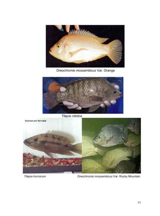 11
Oreochromis mossambicus Var. Orange
Tilapia nilotica
Tilapia hornorum Oreochromis mossambicus Var. Rocky Mountain
 