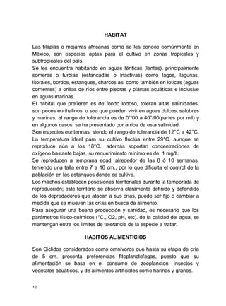 12
HABITAT
Las tilapias o mojarras africanas como se les conoce comúnmente en
México, son especies aptas para el cultivo en zonas tropicales y
subtropicales del país.
Se les encuentra habitando en aguas lénticas (lentas), principalmente
someras o turbias (estancadas o inactivas) como lagos, lagunas,
litorales, bordos, estanques, charcos así como también en loticas (aguas
corrientes) a orillas de ríos entre piedras y plantas acuáticas e inclusive
en aguas marinas.
El hábitat que prefieren es de fondo lodoso, toleran altas salinidades,
son peces eurihalinos, o sea que pueden vivir en aguas dulces, salobres
y marinas, el rango de tolerancia es de 0°/00 a 40°/00(partes por mil) y
en algunos casos, se ha presentado por arriba de esta salinidad.
Son especies euritermas, siendo el rango de tolerancia de 12°C a 42°C.
La temperatura ideal para su cultivo fluctúa entre 29°C, aunque se
reproduce aún a los 18°C., además soportan concentraciones de
oxígeno bastante bajas, su requerimiento mínimo es de 1 mg/lt.
Se reproducen a temprana edad, alrededor de las 8 ó 10 semanas,
teniendo una talla entre 7 a 16 cm., por lo que dificulta el control de la
población en los estanques donde se cultiva.
Los machos establecen posesiones territoriales durante la temporada de
reproducción; este territorio se observa claramente definido y defendido
de los depredadores que atacan a sus crías, puede ser fijo o cambiar a
medida que se mueven las crías en busca de alimento.
Para asegurar una buena producción y sanidad, es necesario que los
parámetros físico-químicos (°C., O2, pH, etc). de la calidad del agua, se
mantengan entre los límites de tolerancia de la especie a tratar.
HABITOS ALIMENTICIOS
Son Ciclidos considerados como omnívoros que hasta su etapa de cría
de 5 cm. presenta preferencias fitoplanctofagas, puesto que su
alimentación se basa en el consumo de zooplancton, insectos y
vegetales acuáticos, y de alimentos artificiales como harinas y granos.
 