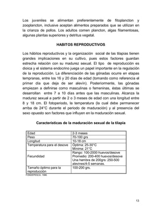13
Los juveniles se alimentan preferentemente de fitoplancton y
zooplancton, inclusive aceptan alimentos preparados que se utilizan en
la crianza de pollos. Los adultos comen plancton, algas filamentosas,
algunas plantas superiores y detritus vegetal.
HABITOS REPRODUCTIVOS
Los hábitos reproductivos y la organización social de las tilapias tienen
grandes implicaciones en su cultivo, pues estos factores guardan
estrecha relación con su madurez sexual. El tipo de reproducción es
dioica y el sistema endocrino juega un papel importante en la regulación
de la reproducción. La diferenciación de las gónadas ocurre en etapas
tempranas, entre los 16 y 20 días de edad (tomando como referencia el
primer día que deja de ser alevín). Posteriormente, las gónadas
empiezan a definirse como masculinas o femeninas, éstas últimas se
desarrollan entre 7 a 10 días antes que las masculinas. Alcanza la
madurez sexual a partir de 2 o 3 meses de edad con una longitud entre
8 y 18 cm. El fotoperiodo, la temperatura (la cual debe permanecer
arriba de 24°C durante el periodo de maduración) y al presencia del
sexo opuesto son factores que influyen en la maduración sexual.
Características de la maduración sexual de la tilapia
Edad 2-3 meses
Peso 70-100 grs
Longitud 10-18 cm
Temperatura para el desove Óptima: 25-30°C
Mínima: 21°C
Fecundidad
Rango: 100-2000 huevos/desove
Promedio: 200-400 huevos/desove
Una hembra de 200grs: 250-500
alevines/4-5 semanas.
Tamaño óptimo para la
reproducción
100-200 grs.
FONDEPESCA, 1986.
 