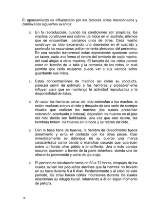 14
El apareamiento es influenciado por los factores antes mencionados y
conlleva los siguientes eventos:
ü En la reproducción, cuando las condiciones son propicias, los
machos construyen una colonia de nidos en el sustrato, mismos
que se encuentran cercanos unos de otros. Cada macho
construye su nido excavando una depresión en el sustrato y
poniendo los escombros uniformemente alrededor del perímetro.
En una sección transversal estas depresiones aparecen como
un tazón, cada uno forma el centro del territorio de cada macho,
del cual alejan a otros machos. El tamaño de los nidos parece
estar en función de la talla y la cercanía de los nidos, lo cual
permite que cada ocupante pueda ver a sus vecinos sobre
guardando sus nidos.
ü Estas concentraciones de machos así como su conducta,
parecen servir de estimulo a las hembras y probablemente
influyan para que se mantenga la actividad reproductiva y la
disponibilidad de éstas.
ü Al nadar las hembras cerca del nido estimulan a los machos, si
están maduras entran al nido y después de una serie de cortejos
rituales que realizan los machos (los cuales presentan
coloración acentuada y vistosa), depositan los huevos en el piso
del nido donde son fertilizados. Una vez que esto ocurre, las
hembras toman los huevos en la boca y se retiran del nido.
ü Con la boca llena de huevos, la hembra de Oreochromis busca
aislamiento y evita el contacto con los otros peces. Casi
inmediatamente se distingue en su cuerpo una marca
característica como banda o manchas oscuras que aparecen
sobre un fondo olivo pálido o amarillento. Una o más bandas
oscuras aparecen a través de la parte delantera, siendo una de
ellas más prominente y corre de ojo a ojo.
ü El período de incubación tarda de 60 a 72 horas, después de los
cuales avivan los pequeños alevines que la hembra ha llevado
en su boca durante 5 a 8 días. Posteriormente y al cabo de este
período, las crías hacen cortas incursiones durante los cuales
abandonan su refugio bucal, retornando a él en algún momento
de peligro.
 