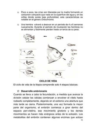 15
ü Poco a poco, las crías son liberadas por la madre formando un
cardumen compacto que nada en la superficie del agua y en las
orillas donde existe baja profundidad, esta características es
notable en el género Oreochromis.
ü Una hembra volverá a desovar en un período de 4 a 6 semanas
nuevamente. Durante el período de incubación las hembras no
se alimentan y fácilmente pierden hasta un tercio de su peso.
CICLO DE VIDA
El ciclo de vida de la tilapia comprende solo 4 etapas básicas:
Ø Desarrollo embrionario
Cuando se lleva a cabo la fecundación, a medida que avanza la
división celular las células comienzan a envolver el vítelo hasta
rodearlo completamente, dejando en el extremo una abertura que
más tarde se cierra. Posteriormente, una vez formada la mayor
parte del organismo, el embrión comienza a girar dentro del
espacio peri-vitelino, ese movimiento giratorio y los demás
movimientos se hacen más enérgicos antes de la eclosión. Los
metabolitos del embrión contienen algunas enzimas que actúan
 