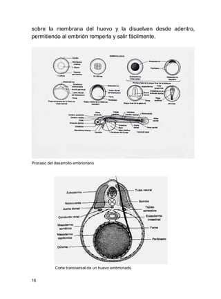16
sobre la membrana del huevo y la disuelven desde adentro,
permitiendo al embrión romperla y salir fácilmente.
Proceso del desarrollo embrionario
Corte transversal de un huevo embrionado
 