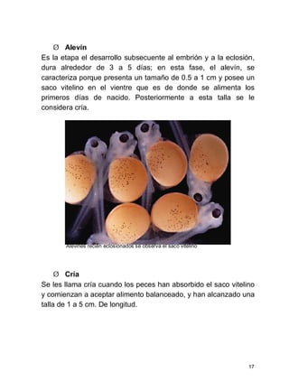 17
Ø Alevín
Es la etapa el desarrollo subsecuente al embrión y a la eclosión,
dura alrededor de 3 a 5 días; en esta fase, el alevín, se
caracteriza porque presenta un tamaño de 0.5 a 1 cm y posee un
saco vitelino en el vientre que es de donde se alimenta los
primeros días de nacido. Posteriormente a esta talla se le
considera cría.
Alevines recién eclosionados se observa el saco vitelino
Ø Cría
Se les llama cría cuando los peces han absorbido el saco vitelino
y comienzan a aceptar alimento balanceado, y han alcanzado una
talla de 1 a 5 cm. De longitud.
 