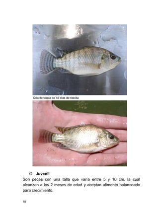 18
Cría de tilapia de 45 días de nacida
Ø Juvenil
Son peces con una talla que varía entre 5 y 10 cm, la cuál
alcanzan a los 2 meses de edad y aceptan alimento balanceado
para crecimiento.
 
