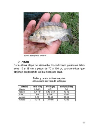 19
Juvenil de tilapia de 3 meses
Ø Adulto
Es la última etapa del desarrollo, los individuos presentan tallas
entre 10 y 18 cm y pesos de 70 a 100 gr, características que
obtienen alrededor de los 3.5 meses de edad.
Tallas y pesos estimados para
cada etapa de vida de la tilapia
Estadio Talla (cm) Peso (gr) Tiempo (días)
Huevo 0.2-0.3 0.01 3-8
Alevín 0.7-1.0 0.10-0.12 10-15
Cría 1-5 0.5-4.7 15-30
Juvenil 5-10 10-50 45-60
Adulto 10-18 70-100 70-90
 