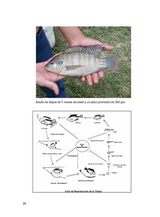 20
Adulto de tilapia de 7 meses de edad y un peso promedio de 350 grs.
Ciclo de Reproducción de la Tilapia
 
