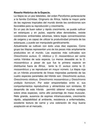5
Reseña Histórica de la Especie.
La tilapia es un pez teleósteo, del orden Perciforme perteneciente
a la familia Cichlidae. Originario de África, habita la mayor parte
de las regiones tropicales del mundo donde las condiciones son
favorables para su reproducción y crecimiento.
Es un pez de buen sabor y rápido crecimiento, se puede cultivar
en estanques y en jaulas, soporta altas densidades, resiste
condiciones ambientales adversas, tolera bajas concentraciones
de oxigeno y es capaz de utilizar la productividad primaria de los
estanques, y puede ser manipulado genéticamente.
Actualmente se cultivan con éxito unas diez especies. Como
grupo las tilapias representan uno de los peces más ampliamente
producidos en el mundo. Las especies más cultivadas son
Oreochromis aureus, O. niloticus y O. mossambicus así como
varios híbridos de esta especie. La menos deseable es la O.
mossambicus a pesar de que fue la primera especie en
distribuirse fuera de África; tanto la O. aureus como la O.
mossambicus y se reproducen en mayor número. La tilapia roja
es un híbrido proveniente de líneas mejoradas partiendo de las
cuatro especies parentales del híbrido son: Oreochromis aureus,
Oreochromis niloticus, Oreochromis mossambicus y Oreochromis
urolepis hornorum. Por estar emparentadas entre si, sus
comportamientos reproductivos y alimenticios son similares. El
desarrollo de este híbrido permitió obtener muchas ventajas
sobre otras especies, como alto porcentaje de masa muscular,
filete grande, ausencia de espinas intramusculares, crecimiento
rápido, adaptabilidad al ambiente, resistencia a enfermedades,
excelente textura de carne y una coloración de muy buena
aceptación en el mercado.
 