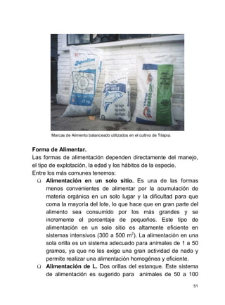 51
Marcas de Alimento balanceado utilizados en el cultivo de Tilapia.
Forma de Alimentar.
Las formas de alimentación dependen directamente del manejo,
el tipo de explotación, la edad y los hábitos de la especie.
Entre los más comunes tenemos:
ü Alimentación en un solo sitio. Es una de las formas
menos convenientes de alimentar por la acumulación de
materia orgánica en un solo lugar y la dificultad para que
coma la mayoría del lote, lo que hace que en gran parte del
alimento sea consumido por los más grandes y se
incremente el porcentaje de pequeños. Este tipo de
alimentación en un solo sitio es altamente eficiente en
sistemas intensivos (300 a 500 m2
). La alimentación en una
sola orilla es un sistema adecuado para animales de 1 a 50
gramos, ya que no les exige una gran actividad de nado y
permite realizar una alimentación homogénea y eficiente.
ü Alimentación de L. Dos orillas del estanque. Este sistema
de alimentación es sugerido para animales de 50 a 100
 