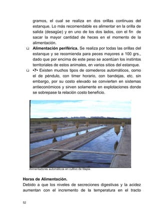 52
gramos, el cual se realiza en dos orillas continuas del
estanque. Lo más recomendable es alimentar en la orilla de
salida (desagüe) y en uno de los dos lados, con el fin de
sacar la mayor cantidad de heces en el momento de la
alimentación.
ü Alimentación periférica. Se realiza por todas las orillas del
estanque y se recomienda para peces mayores a 100 grs.,
dado que por encima de este peso se acentúan los instintos
territoriales de estos animales, en varios sitios del estanque.
ü •7• Existen muchos tipos de comederos automáticos, como
el de péndulo, con timer horario, con bandejas, etc. sin
embargo, por su costo elevado se convierten en sistemas
antieconómicos y sirven solamente en explotaciones donde
se sobrepase la relación costo beneficio.
Alimentadores automáticos en cultivo de tilapia.
Horas de Alimentación.
Debido a que los niveles de secreciones digestivas y la acidez
aumentan con el incremento de la temperatura en el tracto
 