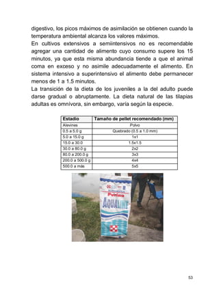 53
digestivo, los picos máximos de asimilación se obtienen cuando la
temperatura ambiental alcanza los valores máximos.
En cultivos extensivos a semiintensivos no es recomendable
agregar una cantidad de alimento cuyo consumo supere los 15
minutos, ya que esta misma abundancia tiende a que el animal
coma en exceso y no asimile adecuadamente el alimento. En
sistema intensivo a superintensivo el alimento debe permanecer
menos de 1 a 1.5 minutos.
La transición de la dieta de los juveniles a la del adulto puede
darse gradual o abruptamente. La dieta natural de las tilapias
adultas es omnívora, sin embargo, varía según la especie.
Estadio Tamaño de pellet recomendado (mm)
Alevines Polvo
0.5 a 5.0 g Quebrado (0.5 a 1.0 mm)
5.0 a 15.0 g 1x1
15.0 a 30.0 1.5x1.5
30.0 a 80.0 g 2x2
80.0 a 200.0 g 3x3
200.0 a 500.0 g 4x4
500.0 a más 5x5
 