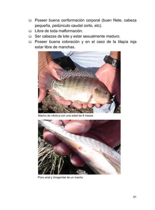 61
ü Poseer buena conformación corporal (buen filete, cabeza
pequeña, pedúnculo caudal corto, etc).
ü Libre de toda malformación.
ü Ser cabezas de lote y estar sexualmente maduro.
ü Poseer buena coloración y en el caso de la tilapia roja
estar libre de manchas.
Macho de nilotica con una edad de 8 meses
Poro anal y Urogenital de un macho
 