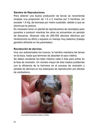 64
Siembra de Reproductores.
Para obtener una buena producción de larvas se recomienda
emplear una proporción de 1.5 a 2 machos por 3 hembras, sin
exceder 1.0 Kg. de biomasa por metro cuadrado, debido a que se
disminuye la postura.
Es necesario tener un plantel de reproductores de reemplazo para
ponerlos a producir mientras los otros se encuentran en periodo
de descanso. Alcanzar más de 200-300 alevines efectivos por
hembra/ciclo es difícil y requiere un manejo muy selectivo (trabajo
genético eficiente en los parentales).
Recolección de alevines.
Una vez eclosionados los huevos, la hembra mantiene las larvas
en la boca, hasta que terminan de absorber el saco vitelino.
Se deben recolectar los lotes máximo cada 5 días para entrar en
la fase de reversión. Un número mayor de días implica problemas
con la eficiencia de la hormona en el proceso de reversión y
pérdida de alevines en los estanques de reproducción por efectos
de canibalismo.
Incubación bucal de nilotica criollas
 