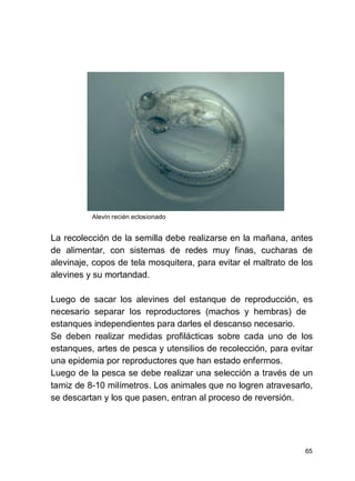 65
Alevín recién eclosionado
La recolección de la semilla debe realizarse en la mañana, antes
de alimentar, con sistemas de redes muy finas, cucharas de
alevinaje, copos de tela mosquitera, para evitar el maltrato de los
alevines y su mortandad.
Luego de sacar los alevines del estanque de reproducción, es
necesario separar los reproductores (machos y hembras) de
estanques independientes para darles el descanso necesario.
Se deben realizar medidas profilácticas sobre cada uno de los
estanques, artes de pesca y utensilios de recolección, para evitar
una epidemia por reproductores que han estado enfermos.
Luego de la pesca se debe realizar una selección a través de un
tamiz de 8-10 milímetros. Los animales que no logren atravesarlo,
se descartan y los que pasen, entran al proceso de reversión.
 