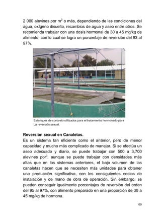 69
2 000 alevines por m2
o más, dependiendo de las condiciones del
agua, oxígeno disuelto, recambios de agua y aseo entre otros. Se
recomienda trabajar con una dosis hormonal de 30 a 45 mg/kg de
alimento, con lo cual se logra un porcentaje de reversión del 93 al
97%.
Estanques de concreto utilizados para el tratamiento hormonado para
La reversión sexual.
Reversión sexual en Canaletas.
Es un sistema tan eficiente como el anterior, pero de menor
capacidad y mucho más complicado de manejar. Si se efectúa un
aseo adecuado y diario, se puede trabajar con 500 a 3,700
alevines por3
, aunque se puede trabajar con densidades más
altas que en los sistemas anteriores, el bajo volumen de las
canaletas hacen que se necesiten más unidades para obtener
una producción significativa, con los consiguientes costos de
instalación y de mano de obra de operación. Sin embargo, se
pueden conseguir igualmente porcentajes de reversión del orden
del 95 al 97%, con alimento preparado en una proporción de 30 a
45 mg/kg de hormona.
 