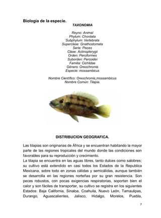 7
Biología de la especie.
TAXONOMIA
Reyno: Animal
Phylum: Chordata
Subphylum: Vertebrata
Superclase: Gnathostomata
Serie: Pisces
Clase: Actinopterygii
Orden: Perciformes
Suborden: Percoidei
Familia: Cichlidae
Género: Oreochromis
Especie: mossambicus
Nombre Científico: Oreochromis mossambicus
Nombre Común: Tilapia.
DISTRIBUCION GEOGRAFICA.
Las tilapias son originarias de África y se encuentran habitando la mayor
parte de las regiones tropicales del mundo donde las condiciones son
favorables para su reproducción y crecimiento.
La tilapia se encuentra en las aguas libres, tanto dulces como salobres;
su cultivo está extendido en casi todos los Estados de la Republica
Mexicana, sobre todo en zonas cálidas y semicálidas, aunque también
se desarrolla en las regiones norteñas por su gran resistencia. Son
peces robustos, con pocas exigencias respiratorias, soportan bien el
calor y son fáciles de transportar, su cultivo se registra en los siguientes
Estados: Baja California, Sinaloa, Coahuila, Nuevo León, Tamaulipas,
Durango, Aguascalientes, Jalisco, Hidalgo, Morelos, Puebla,
 
