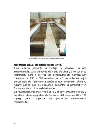70
Canaletas utilizadas para Reversión Sexual
Reversión sexual en estanques de tierra.
Este sistema presenta la ventaja de alcanzar un alta
supervivencia, poca demanda de mano de obra y bajo costo de
instalación, pero a su vez las densidades de siembra son
menores, de 200 a 500 alevines por m2
. se obtienen bajos
porcentajes de reversión a razón a que consumen alimento
natural por lo que es necesario aumentar la cantidad y la
frecuencia de suministro del alimento.
La reversión puede estar entre el 75 y el 95%, según el manejo y
se utilizan dosis más altas de hormona, del orden de 60 a 100
mg/kg, para compensar los problemas anteriormente
mencionados.
 
