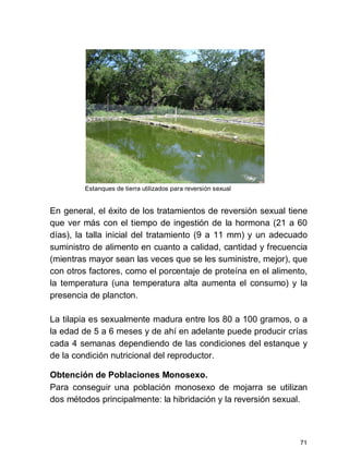 71
Estanques de tierra utilizados para reversión sexual
En general, el éxito de los tratamientos de reversión sexual tiene
que ver más con el tiempo de ingestión de la hormona (21 a 60
días), la talla inicial del tratamiento (9 a 11 mm) y un adecuado
suministro de alimento en cuanto a calidad, cantidad y frecuencia
(mientras mayor sean las veces que se les suministre, mejor), que
con otros factores, como el porcentaje de proteína en el alimento,
la temperatura (una temperatura alta aumenta el consumo) y la
presencia de plancton.
La tilapia es sexualmente madura entre los 80 a 100 gramos, o a
la edad de 5 a 6 meses y de ahí en adelante puede producir crías
cada 4 semanas dependiendo de las condiciones del estanque y
de la condición nutricional del reproductor.
Obtención de Poblaciones Monosexo.
Para conseguir una población monosexo de mojarra se utilizan
dos métodos principalmente: la hibridación y la reversión sexual.
 